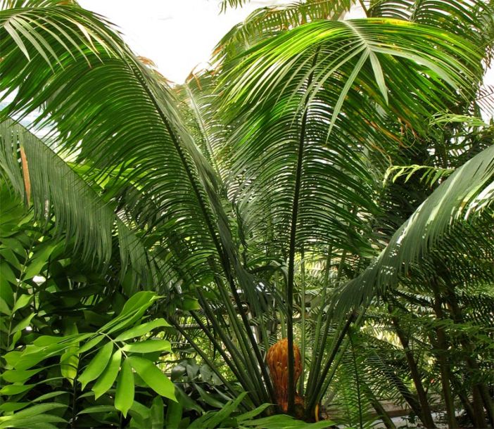 Изображение особи Cycas circinalis.