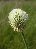 Trifolium montanum