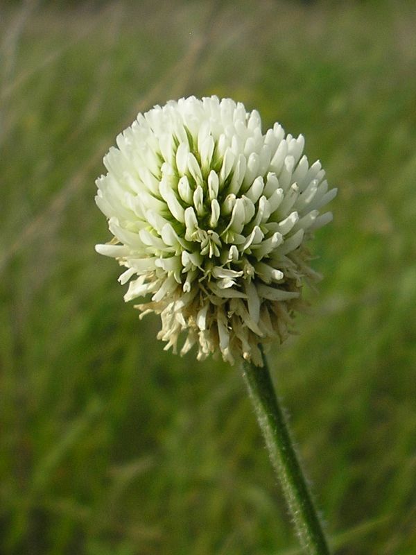 Image of Trifolium montanum specimen.