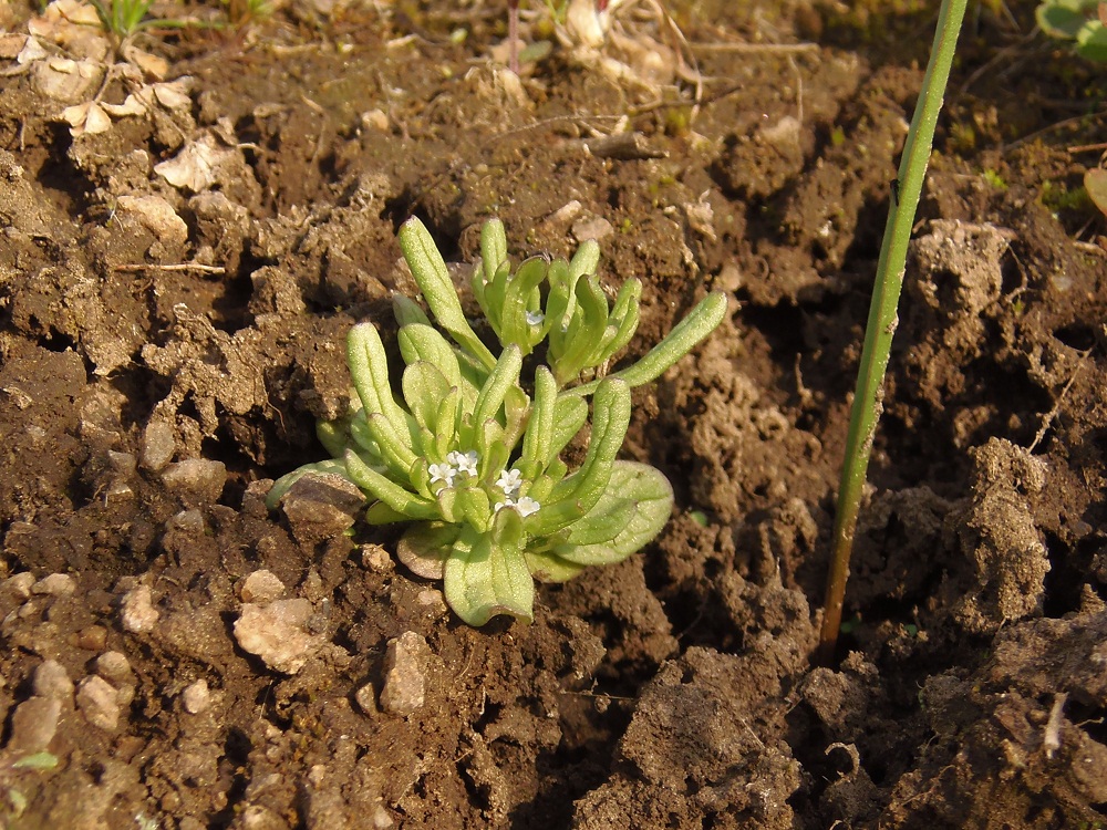 Image of genus Valerianella specimen.