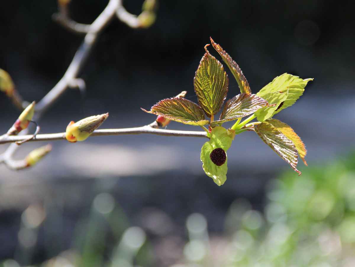 Image of Davidia involucrata specimen.