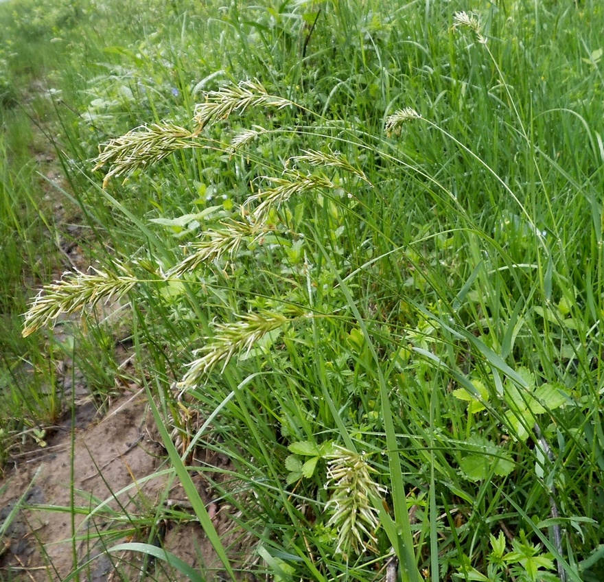 Image of Anthoxanthum odoratum specimen.