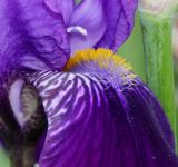 genus Iris