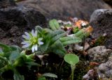 Cerastium holosteoides