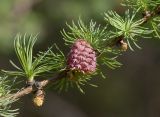 Larix sukaczewii