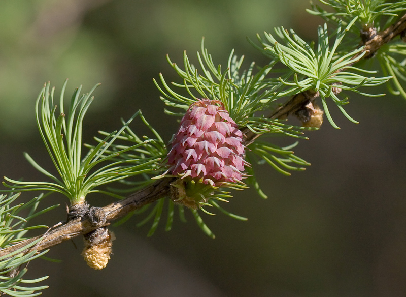 Изображение особи Larix sukaczewii.