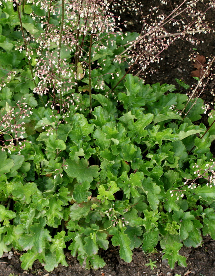 Image of genus Heuchera specimen.