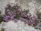 Thymus tauricus