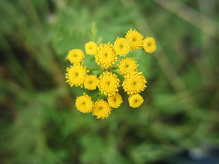 Изображение особи Tanacetum vulgare.