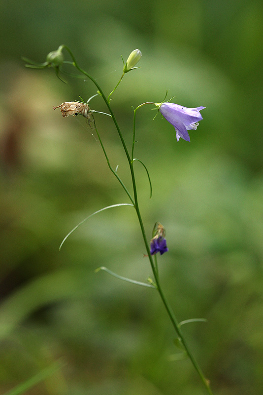 Image of Campanula rotundifolia specimen.