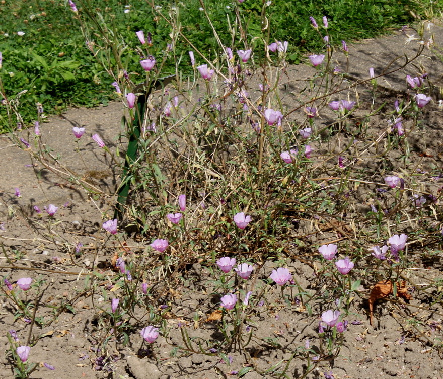 Image of Clarkia amoena specimen.