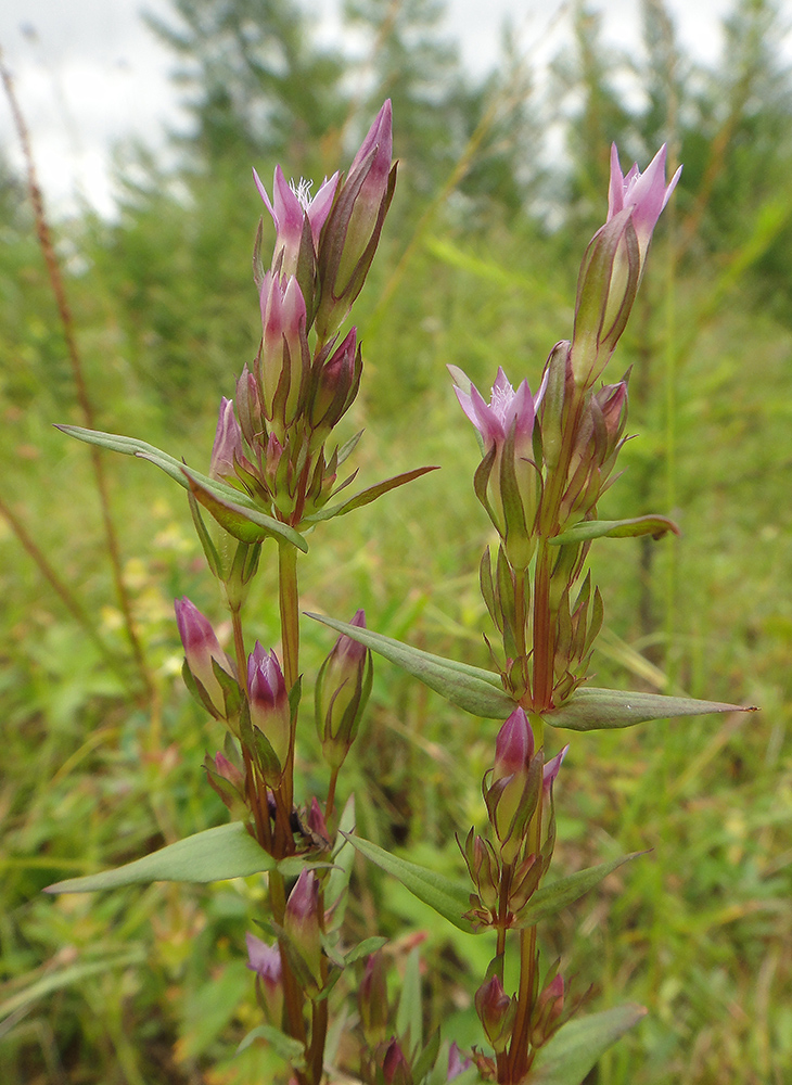 Image of Gentianella acuta specimen.