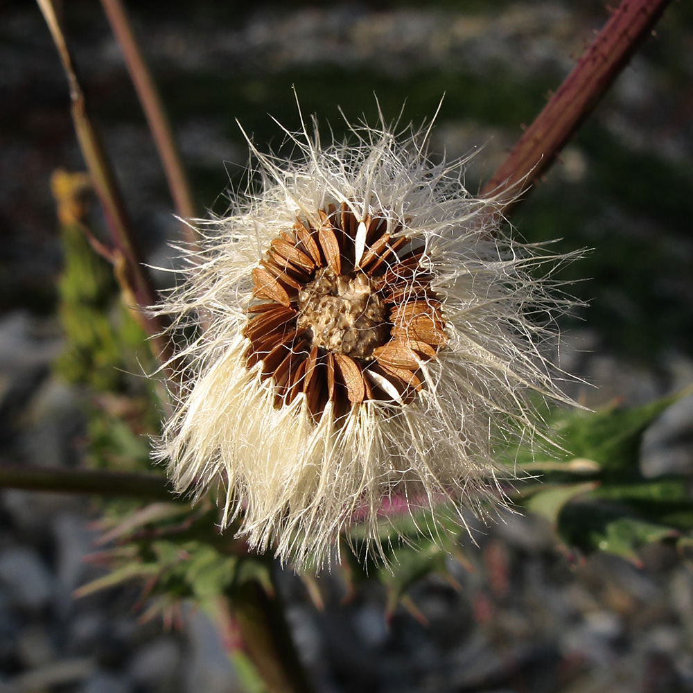 Image of genus Sonchus specimen.