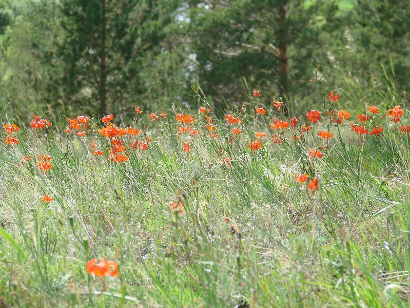 Image of Lilium pumilum specimen.