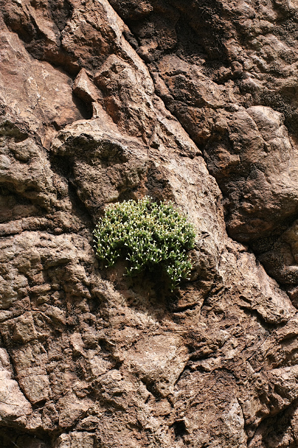 Image of Scutellaria immaculata specimen.