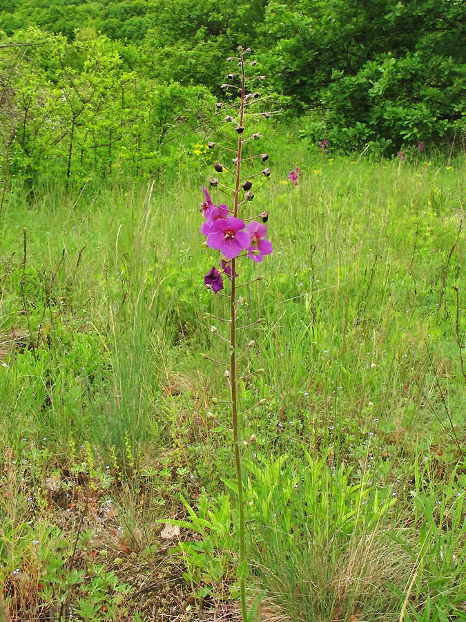 Image of Verbascum phoeniceum specimen.