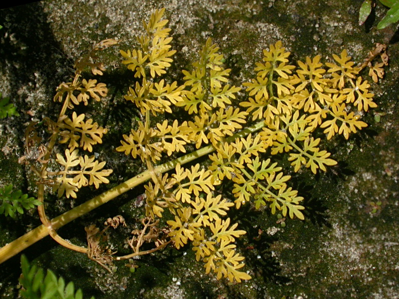 Image of Oenanthe aquatica specimen.