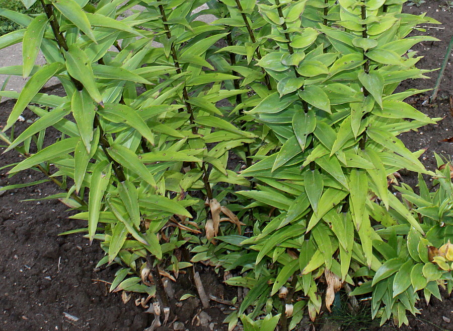 Image of Lilium henryi specimen.