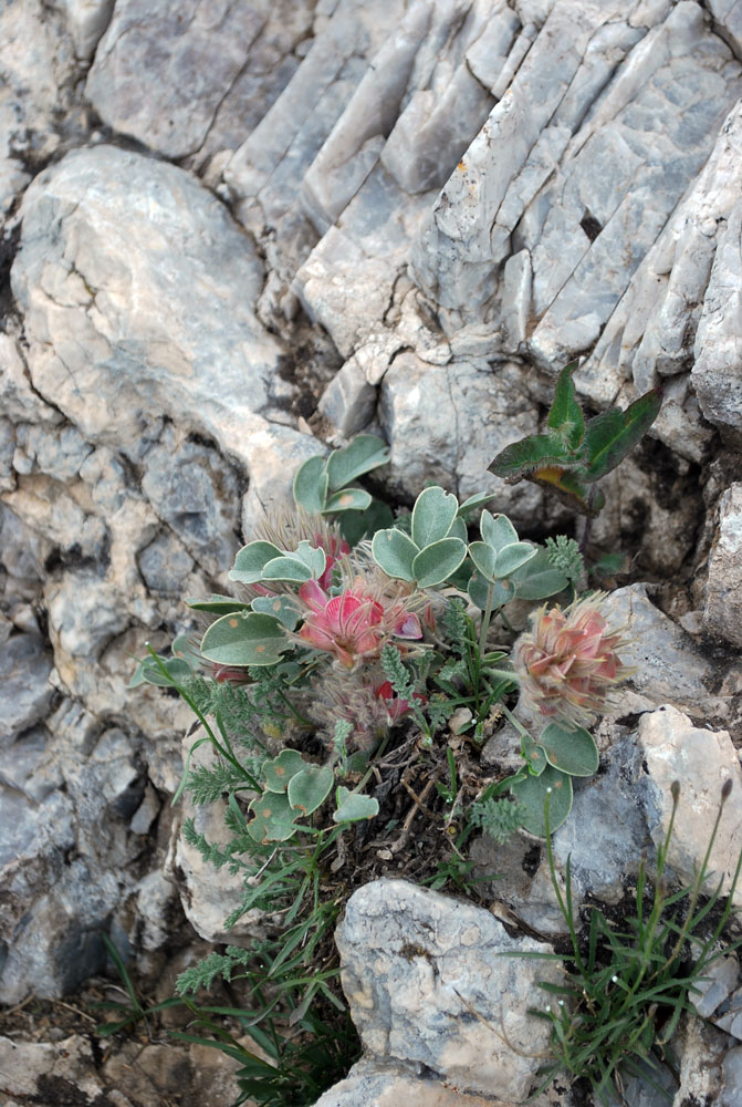 Изображение особи Hedysarum plumosum.