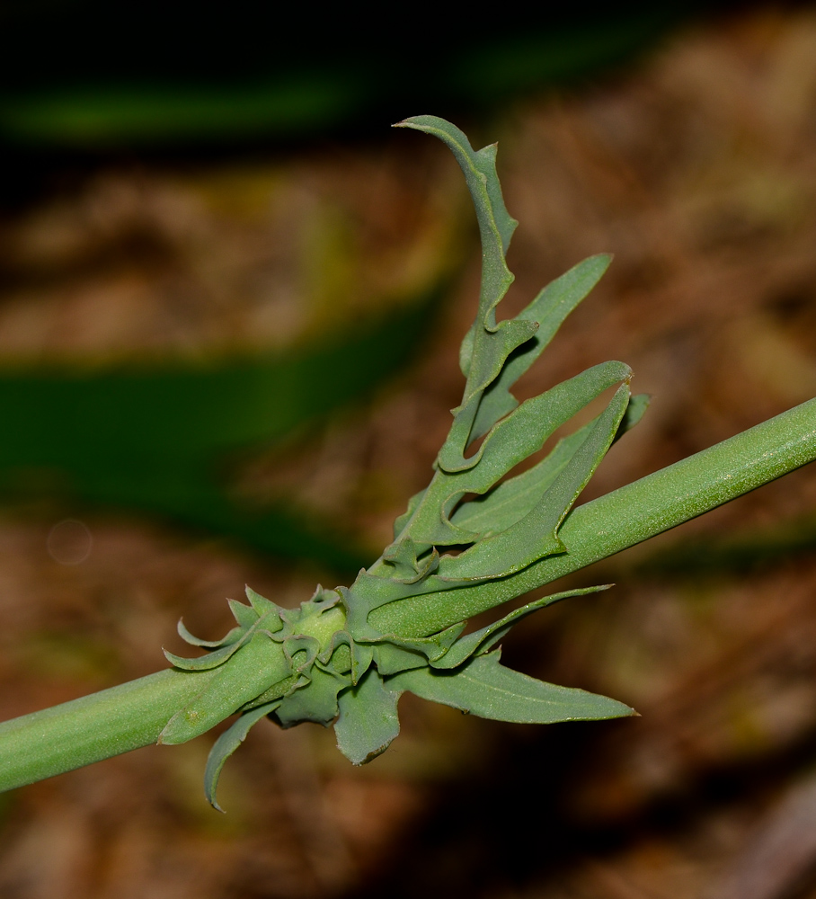 Image of Launaea mucronata specimen.