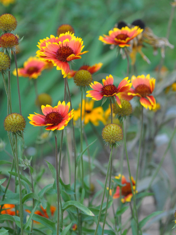 Image of Gaillardia &times; grandiflora specimen.