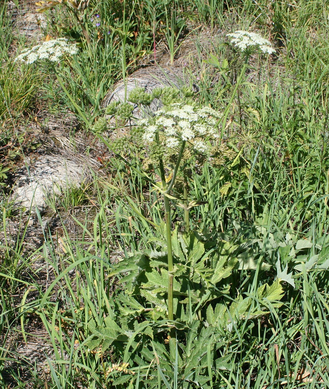 Image of Heracleum dissectum specimen.