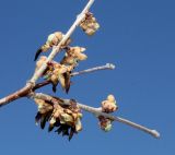 Chimonanthus praecox