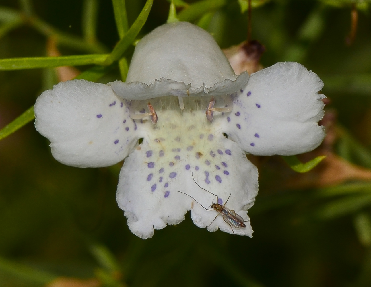 Изображение особи Eremophila polyclada.