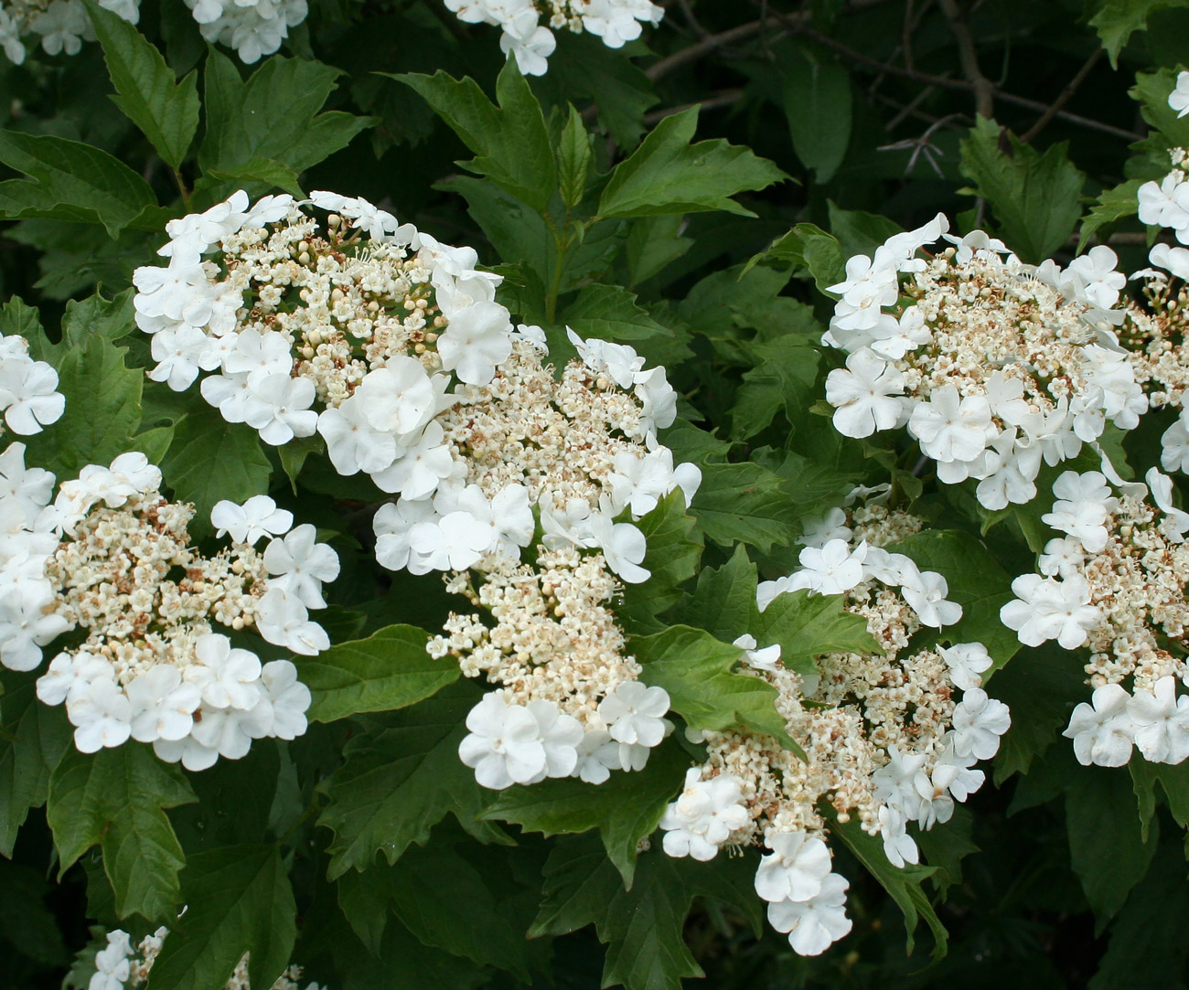 Изображение особи Viburnum opulus.