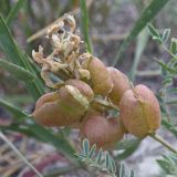 Astragalus physodes