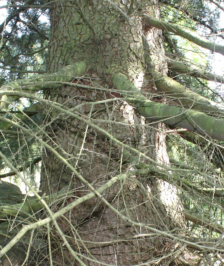 Изображение особи Cedrus deodara.