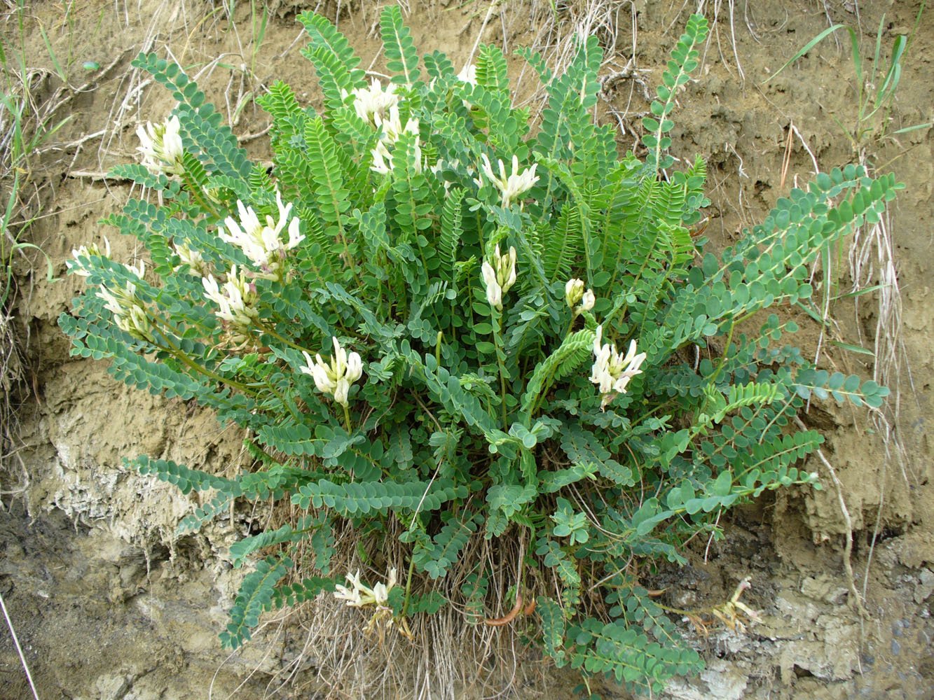 Изображение особи Astragalus demetrii.