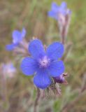 Anchusa azurea