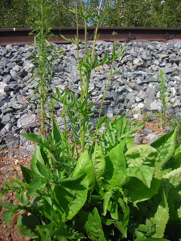 Image of Centaurea scabiosa specimen.