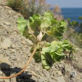 Euphorbia falcata. Верхушка плодоносящего растения. Краснодарский край, м/о г. Новороссийск, окр. с. Южная Озерейка, гора Круглая, обрывисто-осыпной береговой склон. 29.06.2014.