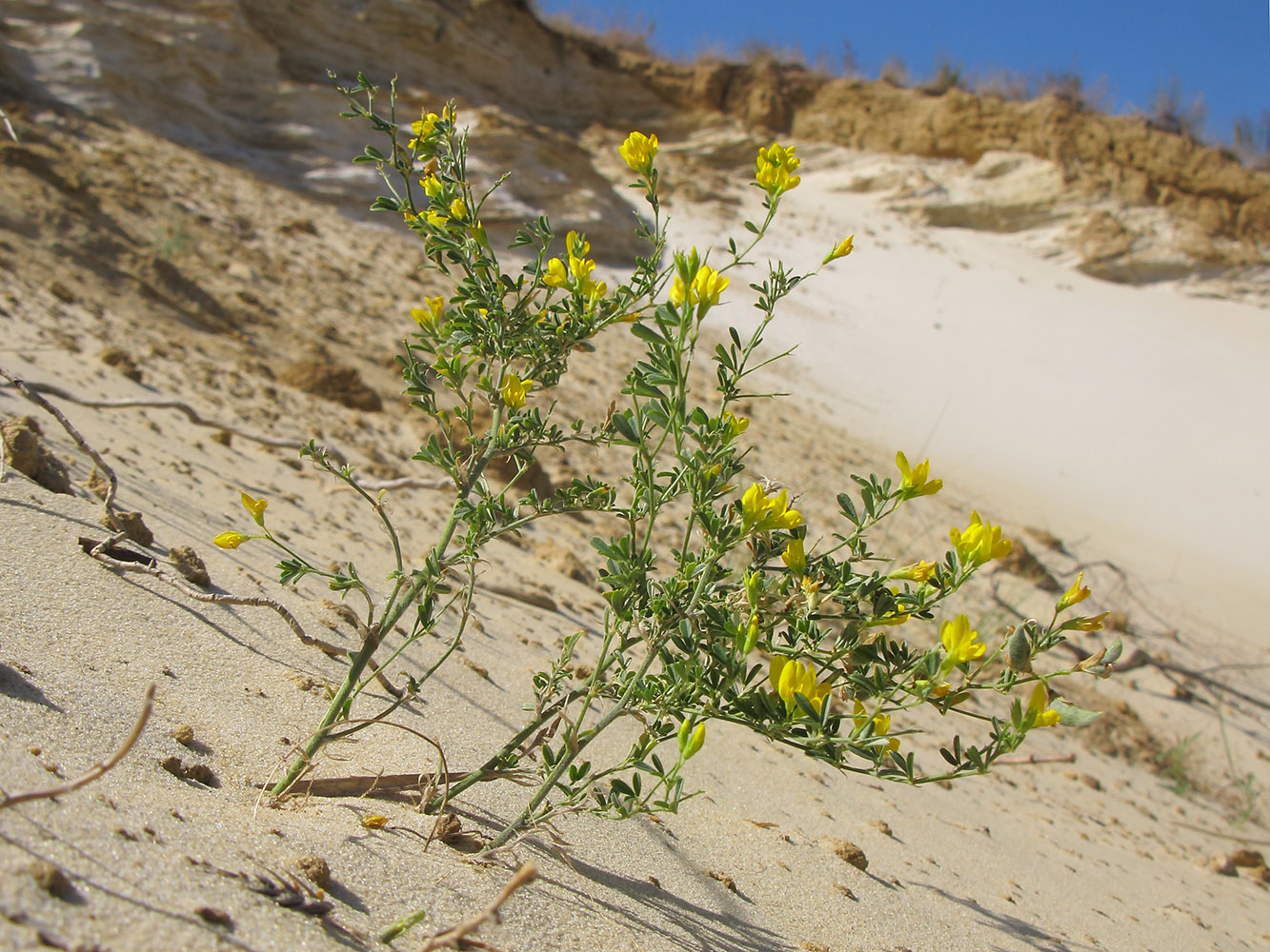 Изображение особи Medicago romanica.