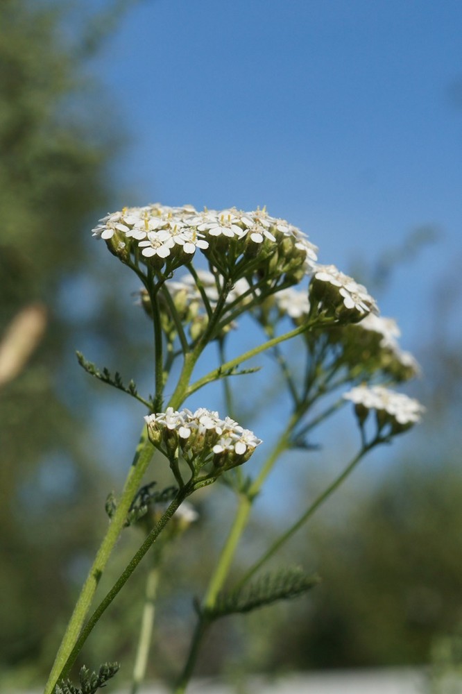 Image of Achillea millefolium specimen.