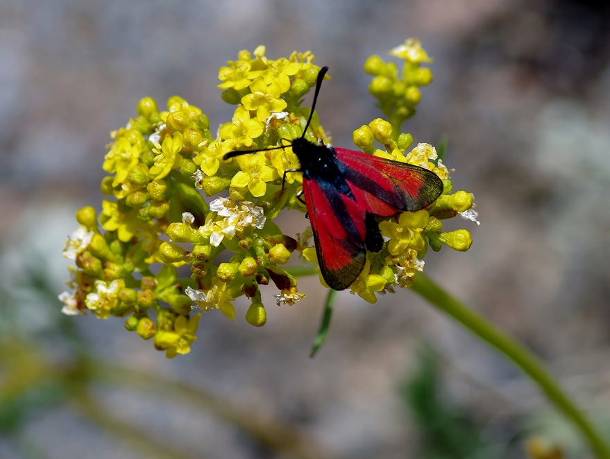 Image of Patrinia intermedia specimen.