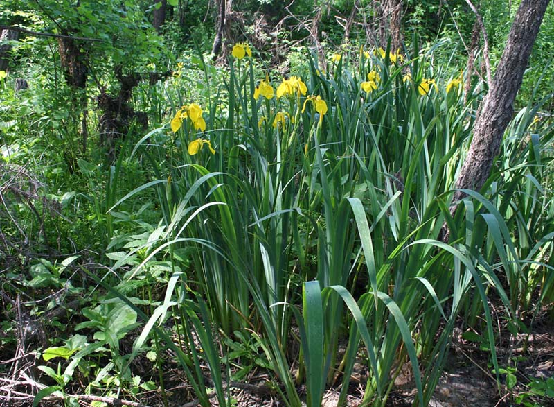 Изображение особи Iris pseudacorus.