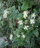 Clematis vitalba