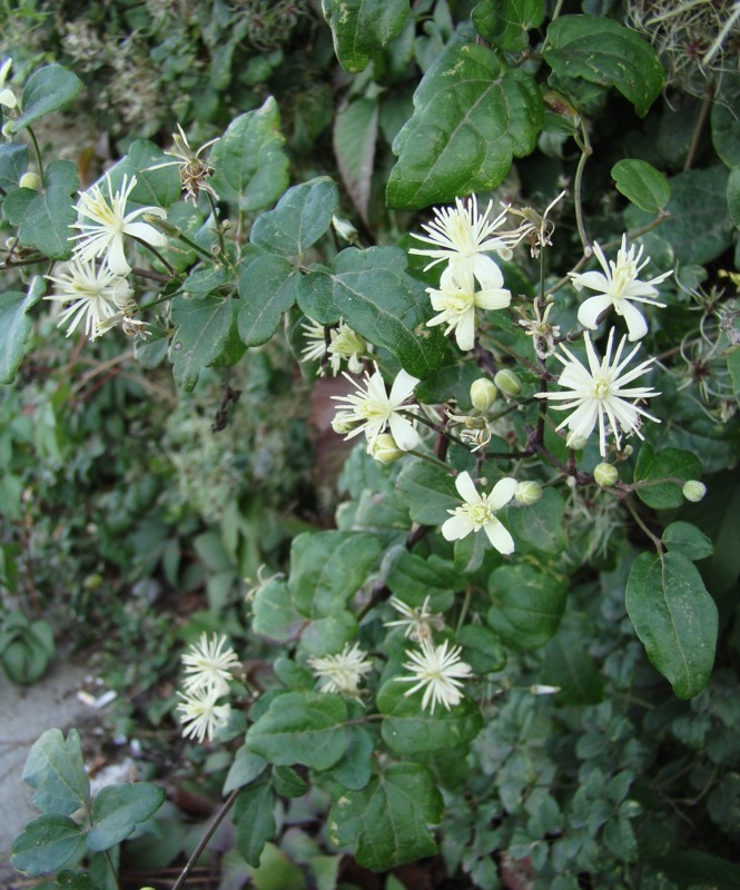 Image of Clematis vitalba specimen.