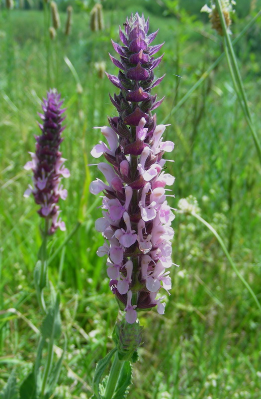 Image of Salvia deserta specimen.