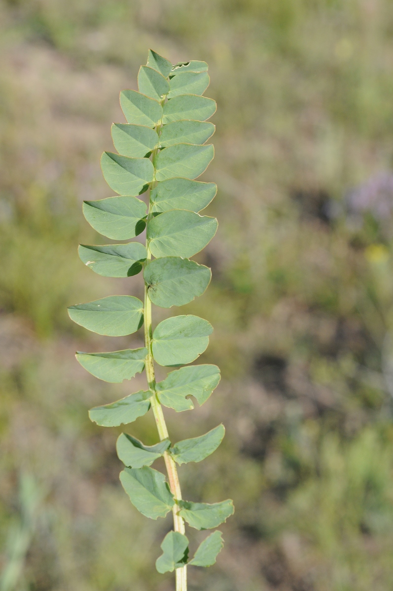 Image of Astragalus sewertzowii specimen.