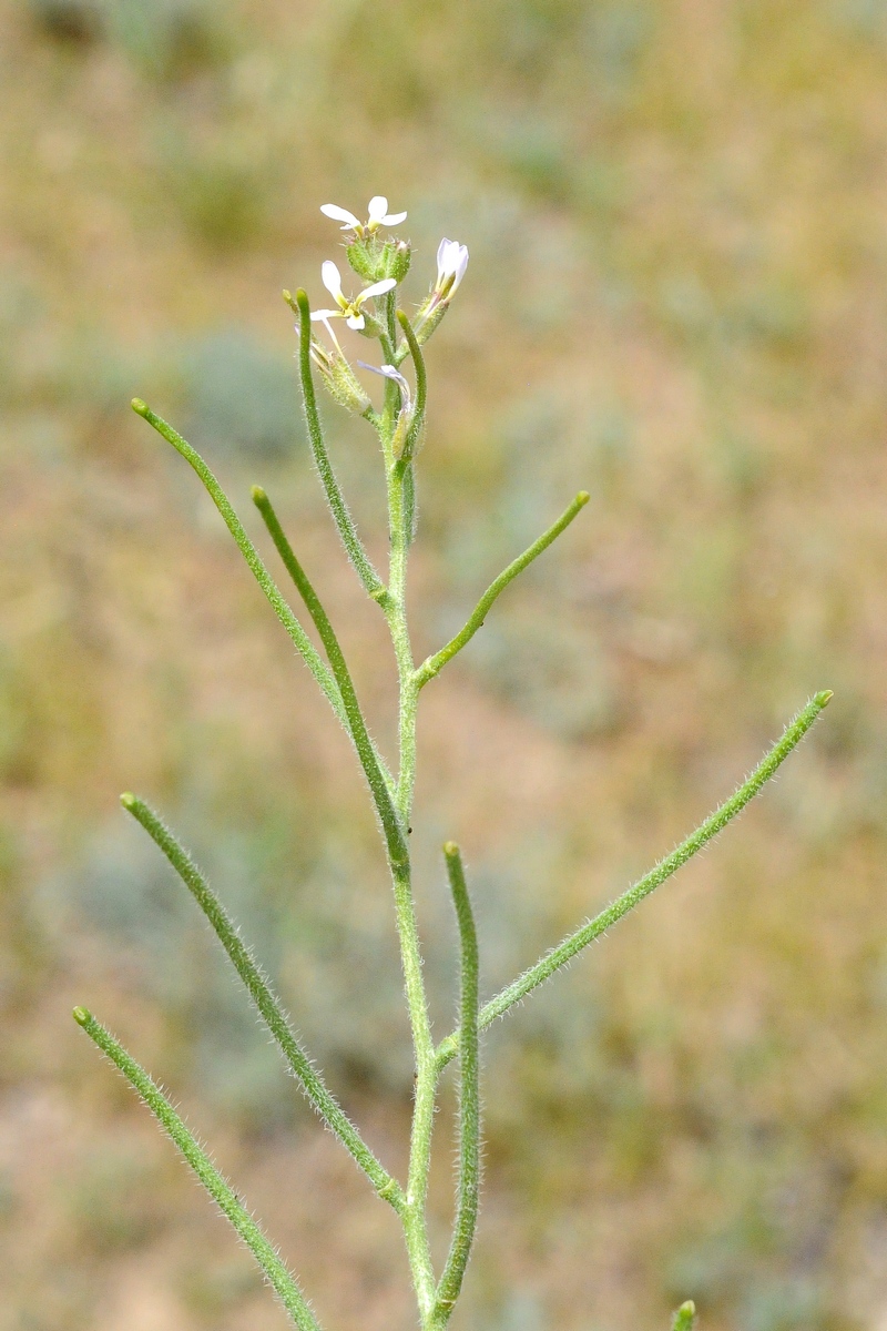 Image of Strigosella africana specimen.