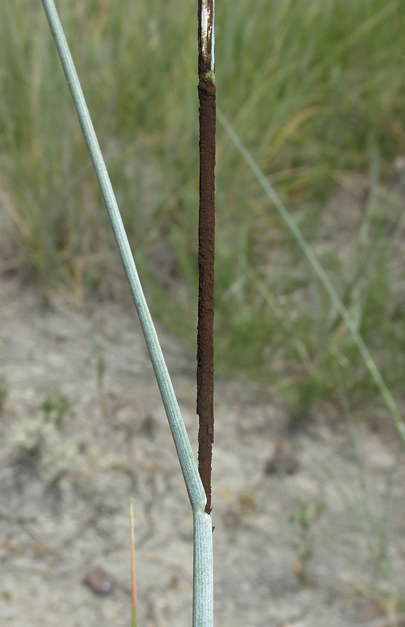 Image of Elytrigia obtusiflora specimen.