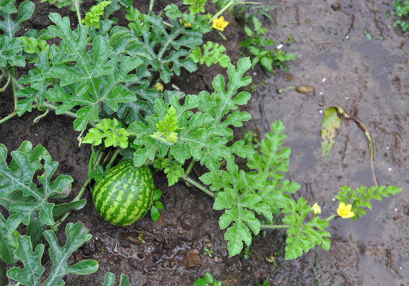 Изображение особи Citrullus lanatus.