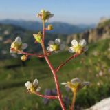 Saxifraga cartilaginea. Соцветие. Республика Адыгея, Кавказский биосферный заповедник, северо-восточный склон горы Оштен, известняковые скальные выходы в переходной зоне от субальпийского к альпийскому поясу, выс. ≈ 2300 м н.у.м. 18.07.2015.