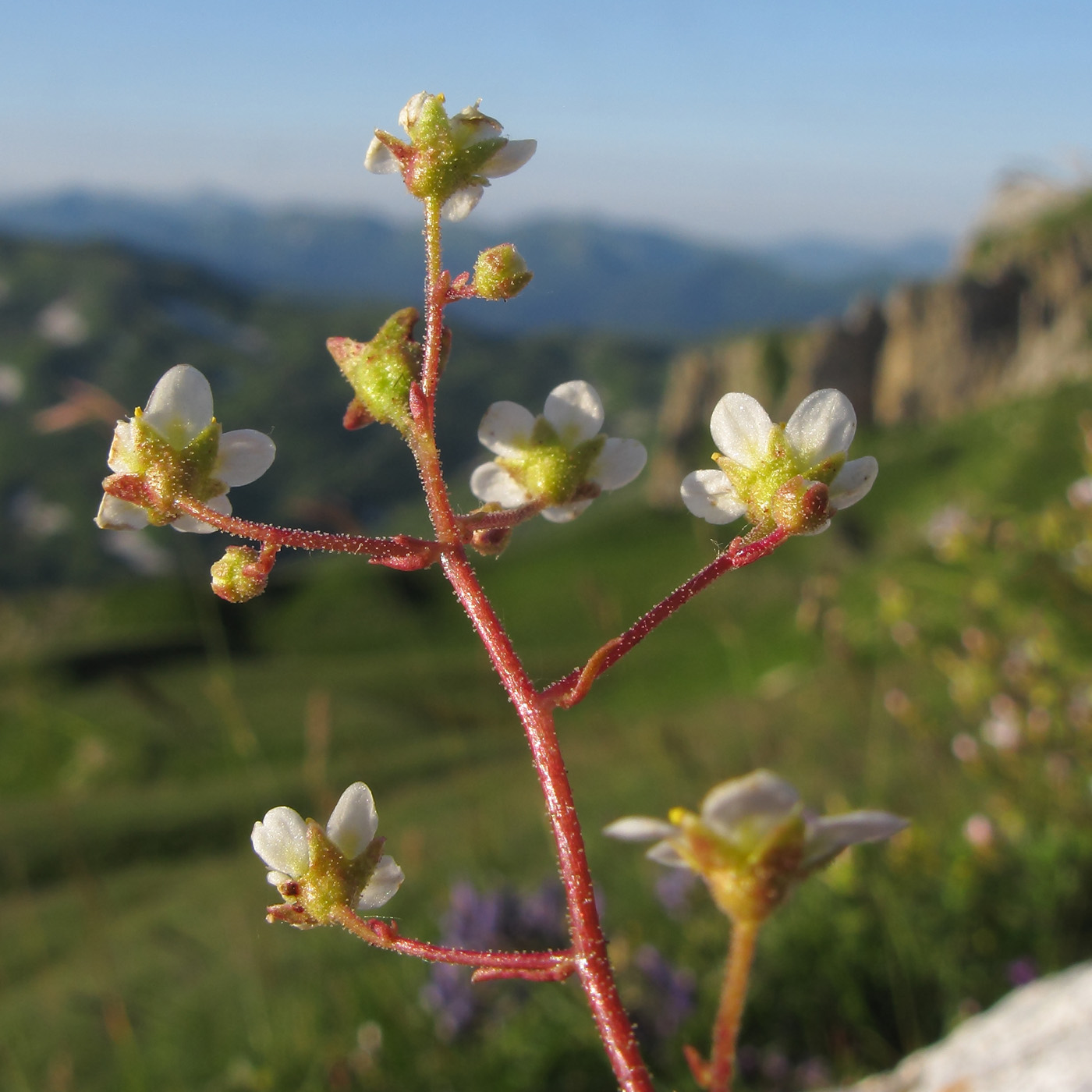 Image of Saxifraga cartilaginea specimen.