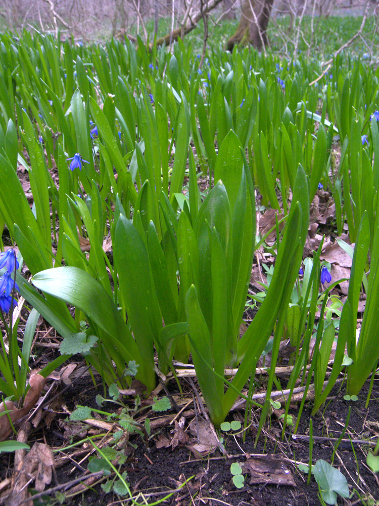 Image of Ornithogalum arcuatum specimen.