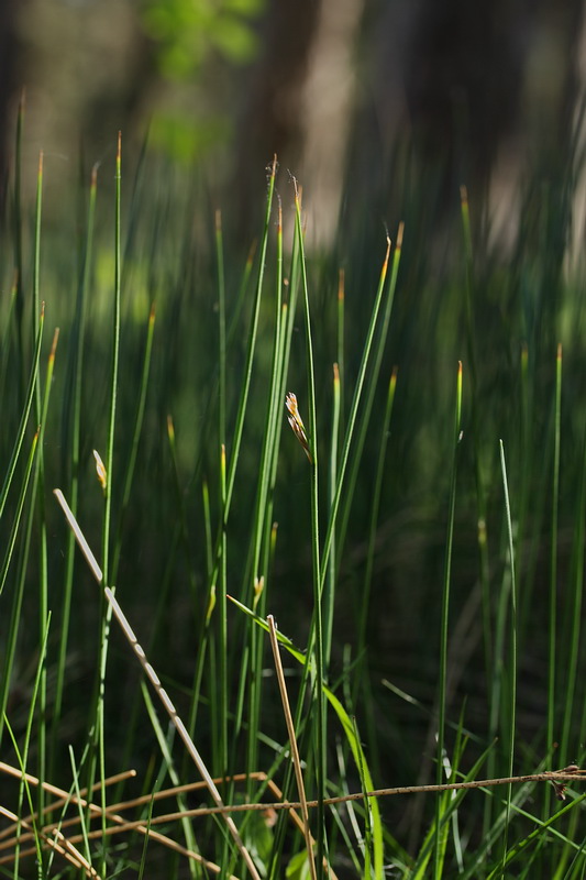 Изображение особи Juncus balticus.